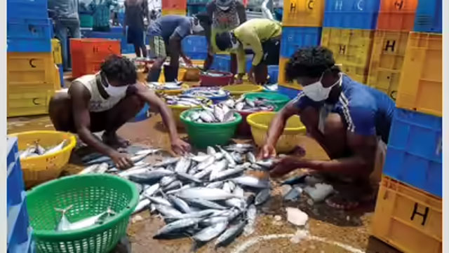 Aquaculture key to reviving Goa’s declining fish stocks: Expert