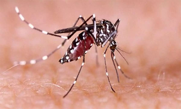 Vietnam braces for extended dengue threat as cases surge