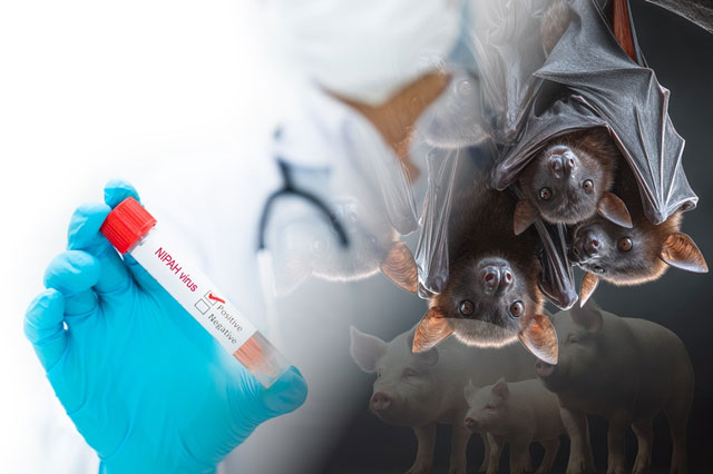 Bangladesh reports Nipah virus death, WHO says global risk low